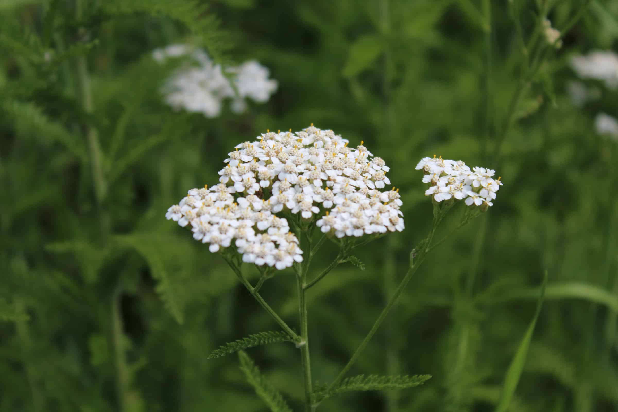 Achillea \'Taygetea\'